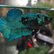 ikan cupang avatar gordon avc betina colour ibc sni female betta hmpk