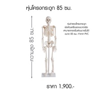 หุ่นโครงกระดูกสูง 85 ซม.ผลิตจากPVC Anatomy:หุ่นจำลอง (พร้อมส่ง)