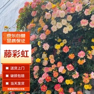 Mo Yi Teng Ben Chinese Rose Climbing Wall Rose Rose Seedling Courtyard Everblooming