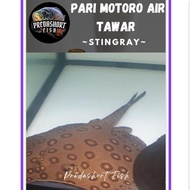 ikan pari motoro air tawar dewasa