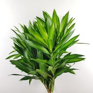 Fresh Song of Jamaica Leaves - Fresh Flowers Arrangement Online Flower Delivery Flower Decoration
