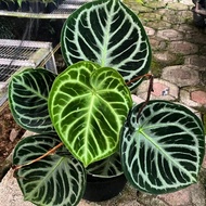 Tanaman Bibit anthurium dorayaki silver