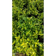Duranta erecta 'Golden Edge' Golden Eagle Duranta gold batik dan hijau by AL PLANT