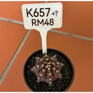 Cactus  (Real Plant)
