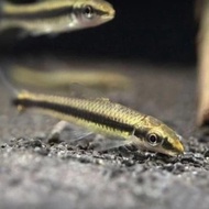 Ikan SAE siamese algae eater pemakan lumut aquascaoe yang handal7
