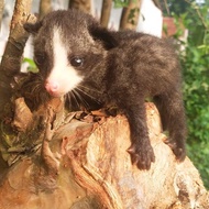 baby musang pandan mozaik