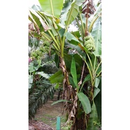 Anak Pokok Pisang Kapas / Putar