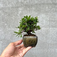 小品盆栽-日本皋月杜鵑 幸の泉 豆盆栽