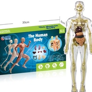 3D Model Human Body Anatomy Montessori Early Education Developing Thinking