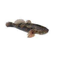 Soon Hock 顺壳 (Whole Fish)
