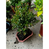 Syzygium buxifolium bonsai Box-leaf Eugenia or Small-leaf brish cherry small size premium plant tabl