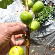 Bibit Buah Tin Jolly Tiger Varigata