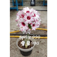 sprite990 adenium kemboja