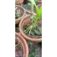 Anggrek Dendrobium bulat Split Keiki rawatan