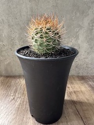 金刺逆豹丸 多肉植物 塊根 盆栽 仙人掌