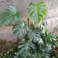 tanaman monstera borsigiana, pohon monstera borsigiana dewasa