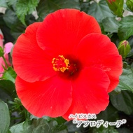 【予約販売】 ハイビスカス ニューロングライフシリーズ アフロディーテ 4号 鉢植え imk 5月下旬以降発送