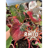 RM10🔥Caladium Bicolor Houseplants / Pokok Keladi Murah / Thai Hibrid / Summer Pink / Red / Sweetheart / Pink Splash