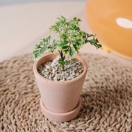 羽葉福祿桐/辦公室植物/室內植物