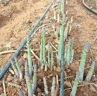 Asparagus seed openings seed seedlings root seedlings potted root seedlings seeds with soil vegetables vegetable seeds Vegetable seeds