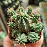 Cactus - Rare Euphorbia 火麒麟