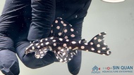 Pleco L471/Dwarf Snowball Pleco/Pleco /Freshwater 皇后雪球异型/异型鱼(Sin Quan Aquaculture Enterprise)