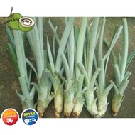 BIBIT NANAS MADU BOGOR 10 BIBIT