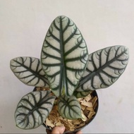 Tanaman hias alocasia silver dragon//alocasia silver dragon