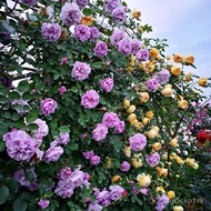 【Fresh seed】BUY 1 GET 1 FREE 500 Colorful Climbing Vine Rose Flower Rose Seeds