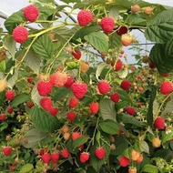 Bibit Raspberry Merah / Arbei Hutan
