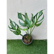 Monstera Burle Marx Flame