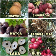 Pokok Buah Longan Mata Kucing Matoa Kasai / Lada Ping pong Tangkai mas emas kristal ruby