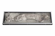 大型古魚化石標本，約70 cm，天然沉積岩保存，連展示盒，法國購入收藏佳品