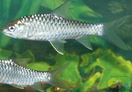 ikan kelah hijau/Neolissochilus/mahseer/青吉罗 7-8CM