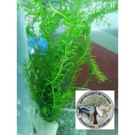 Hydrilla | Hydrilla Water Plant | Aquascape aquarium | Guppy | Betta | Lobster air tawar | 1packet