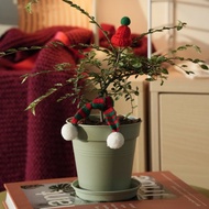 聖誕小樹禮盒- 斑葉瑜樹