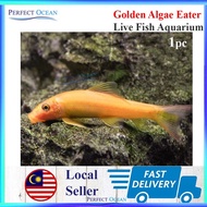 Golden Algae Eater Live Fish Aquascape Aquarium Ikan Hidup 1 Ekor 4-6cm 金苔鼠 🌊READY STOCK🌊 | Perfect Ocean