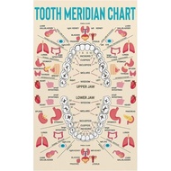 Meridian Tooth Chart Acupuncture Oral Health Reference Guide for Traditional Chinese Medicine Study(