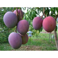 Anak pokok mangga Irwin hybrid