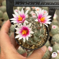 ชูแมน #ดอกผักบุ้ง Mammillaria Schumannii แคคตัส กระบองเพชร cactus&amp;succulent