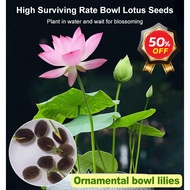 Indoor potting micro lotus hydroponic plant bowl lotus