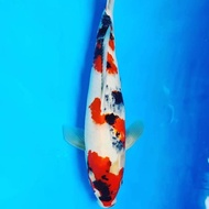 Koi Ikan Koi Import Showa Isa Jumbo Tosai 13 Alyashop243