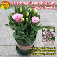 100% Original Pink Eustoma Grandiflorum Seeds for Sale (Fresh 20pcs Seeds) 洋桔梗花种子 Eustoma Grandiflor