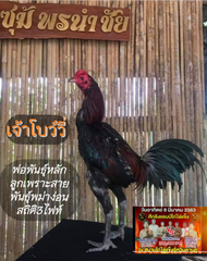 ไข่เชื้อไก่ชนสายพันธุ์พม่าง่อนลูกเพราะไข่ไก่ชนสายพันธุ์พม่า
นำเข้ากับแม่พันธุ์สายเลือดเงินล้าน
แจ้ล้