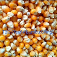 jagung popcorn / jagung mentah kering 1kg