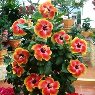 20 เมล็ด ดอกชบาฮาวาย (Hibiscus Seeds) สัญลักษณ์ของความรักที่เข้มแข็งและมั่นคง สายพันธุ์ Valley Hibis