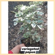 variegated papua plant ☾ ⊙