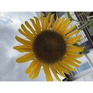 America Sun Flower Seed 美国大食葵种子 20pcs/pack