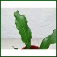 ◯  ◽ Anthurium plowmanii ( Wave of Love Anthurium Plant )