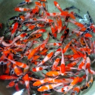 FishLove 💗 bibit ikan koi 60 ekor berkualitas blitar